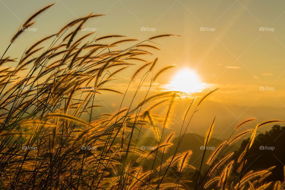 Sunset and grass
