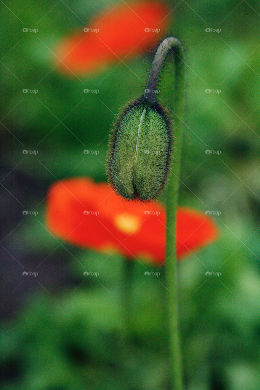 Poppy’s bud