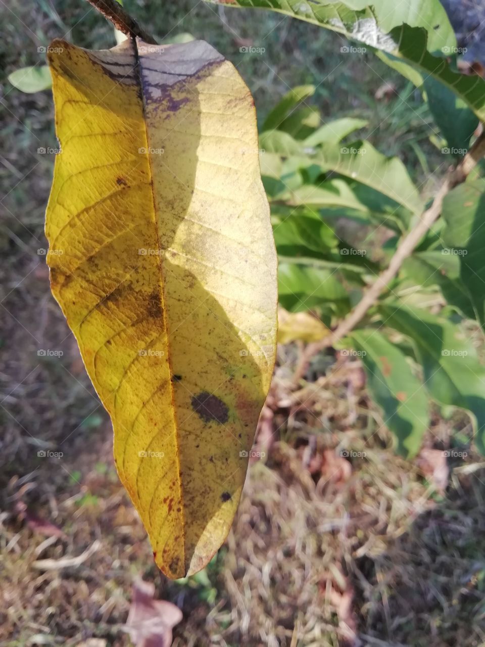 Green leaf and yellow leaf
