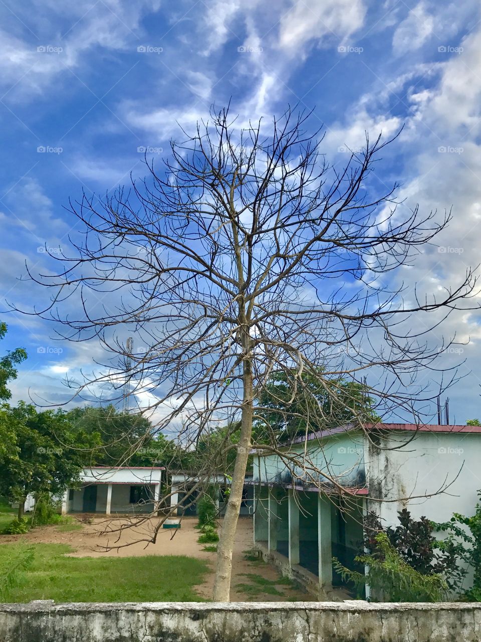 Tree with beautiful sky background 