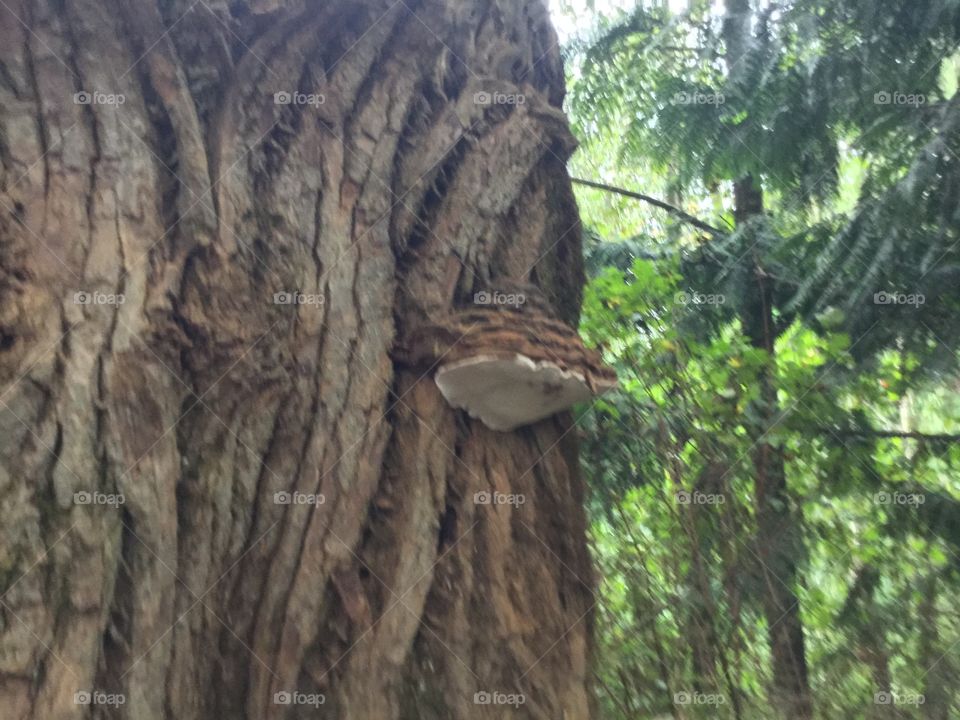 Mushroom on a trunk of a tree