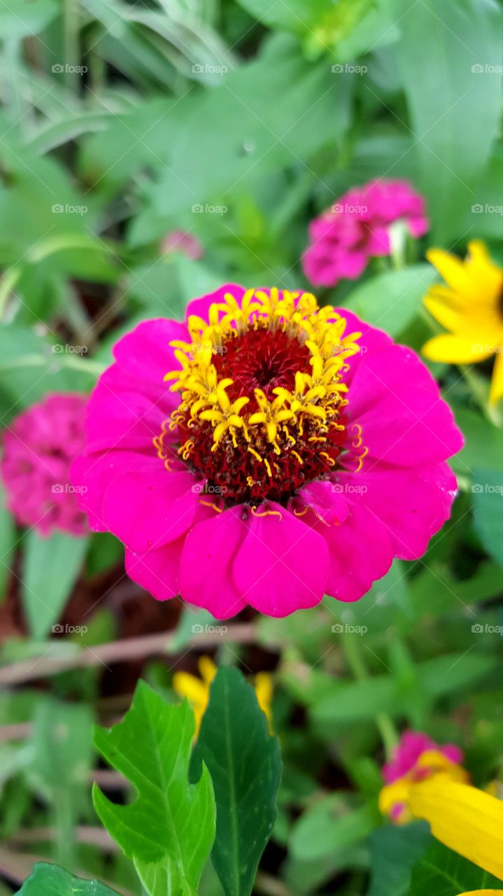 halo flower