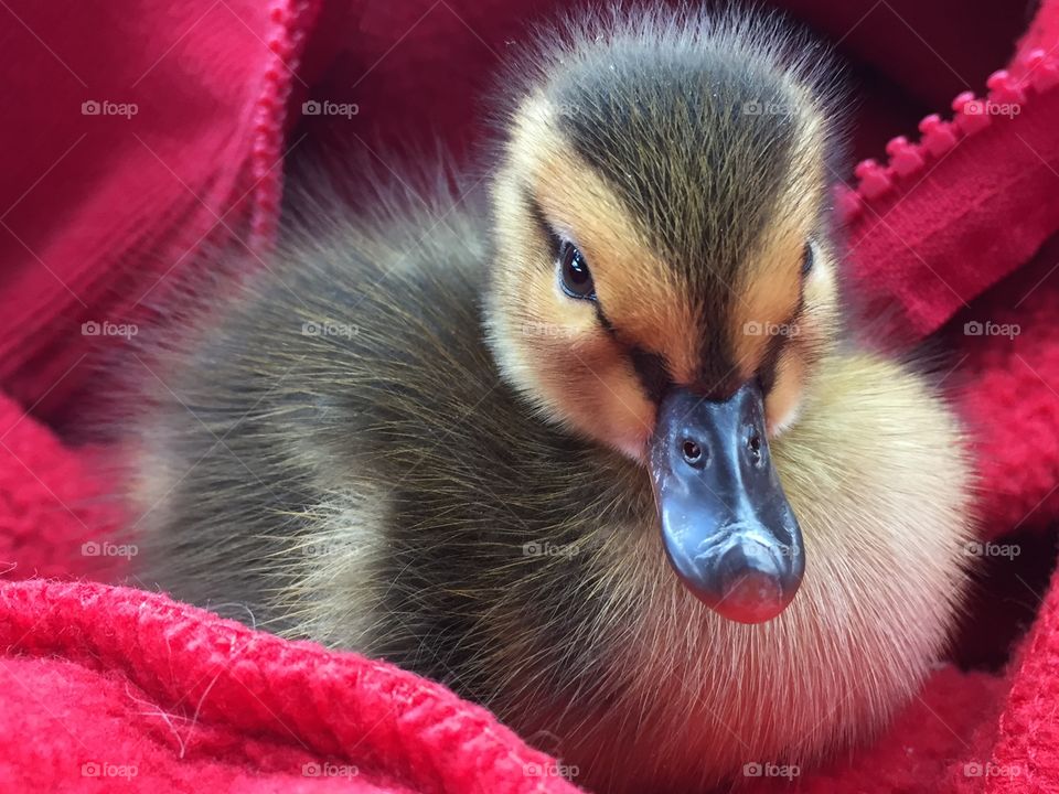 Duckling
