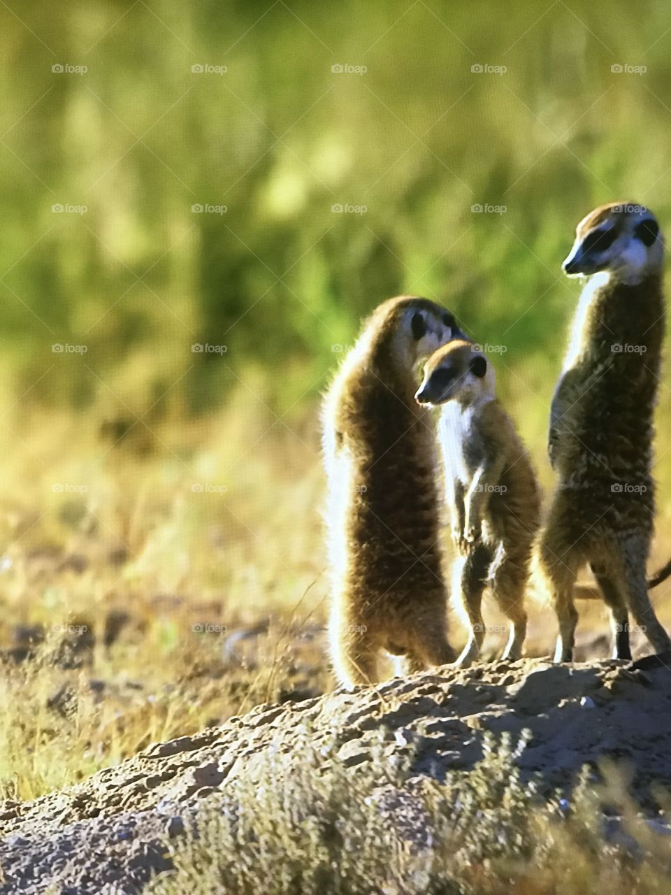 Dancing in the wild life