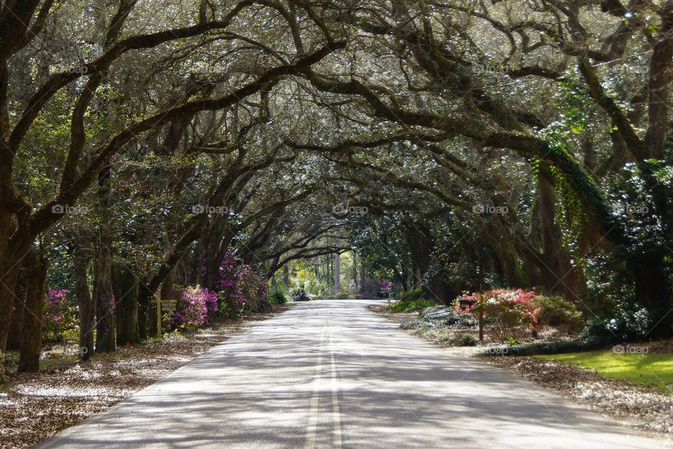 Empty road along the oak tree