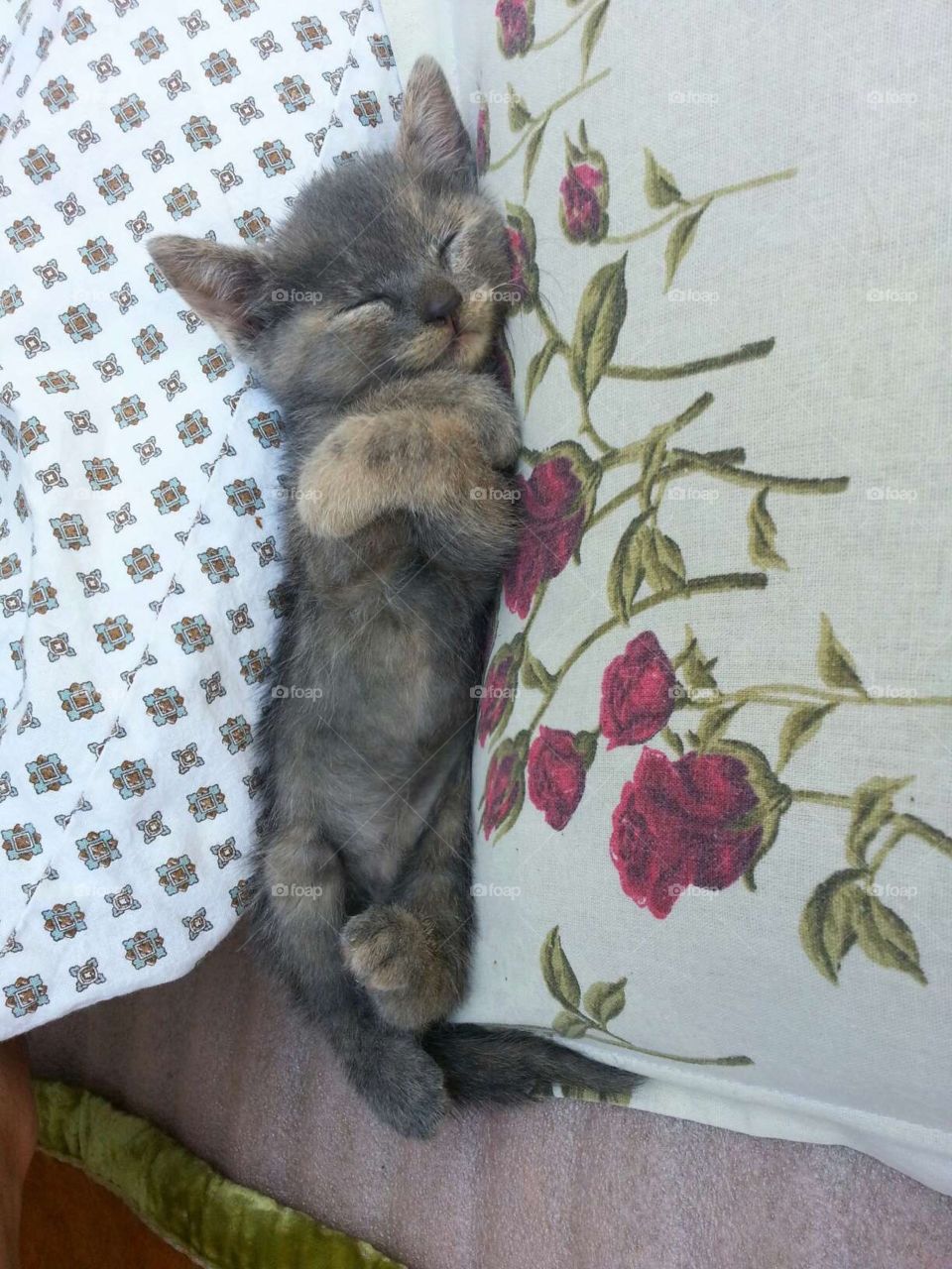 Cat. Sleeping beauty
