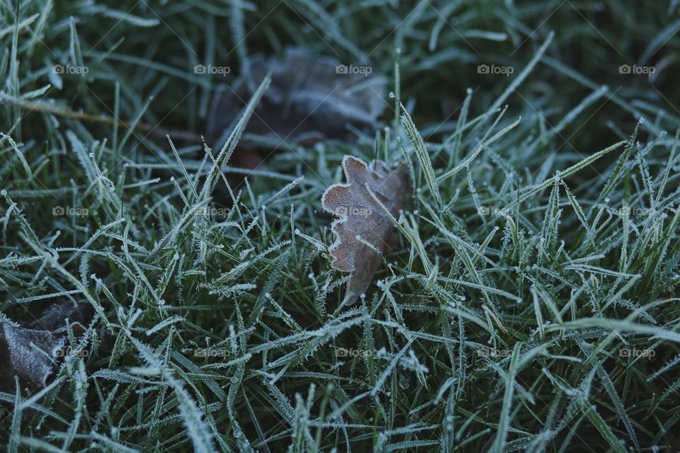 Frosty Marvels, nature’s icy artistry 