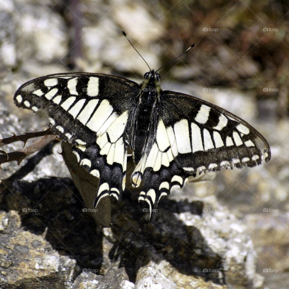 Butterfly in France