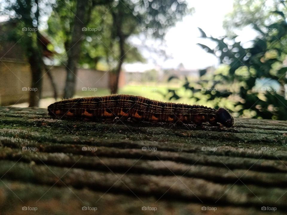 Bichinhos coloridos que passam despercebido.