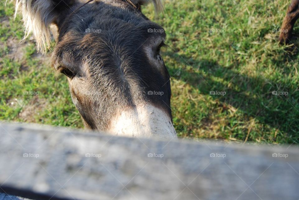 Donkey looking through fence