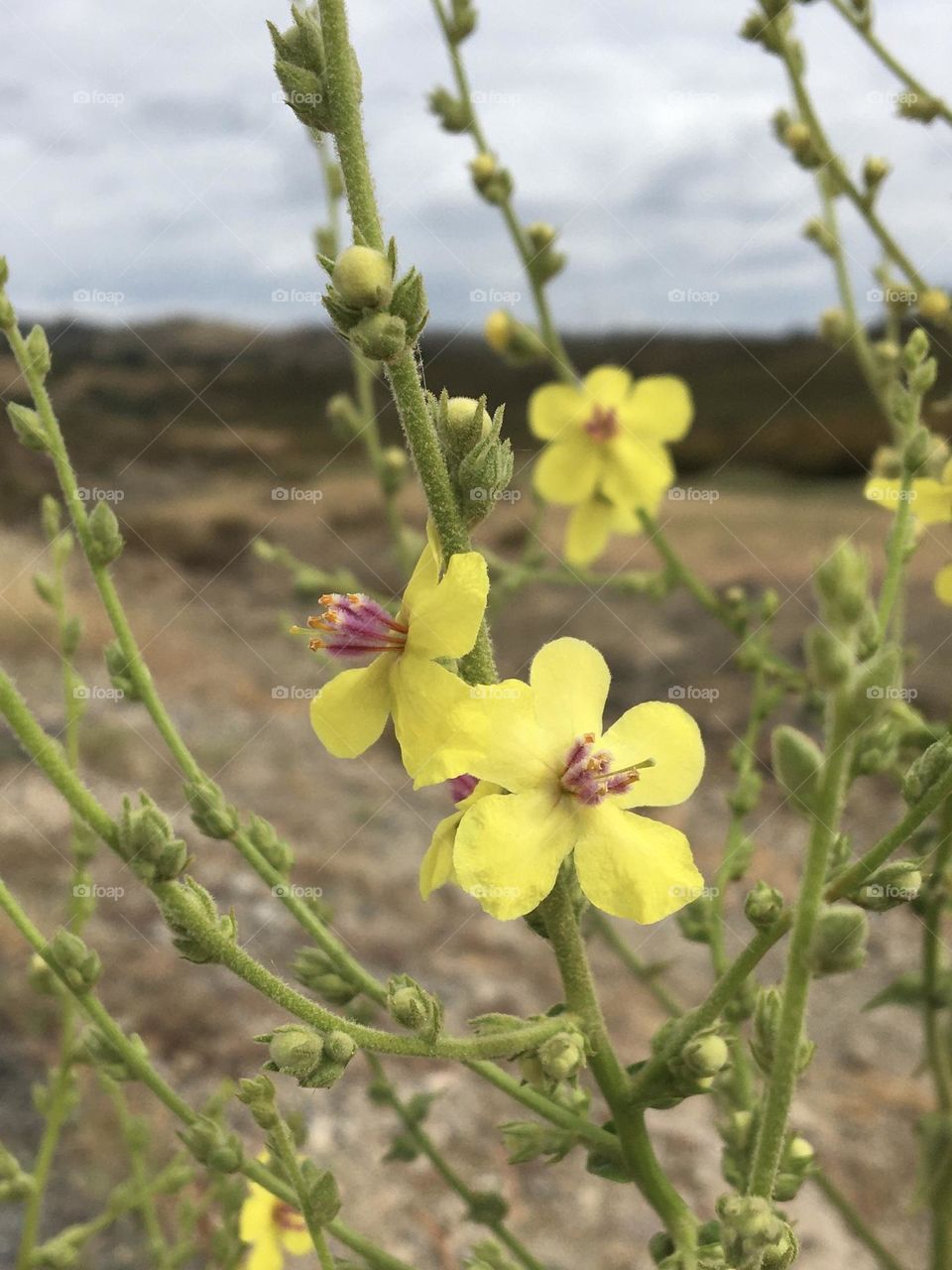 Yellow tiny flowers with landscape view