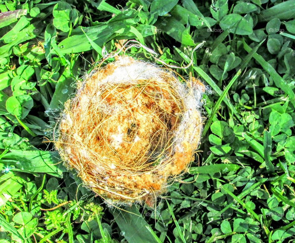 bird nest