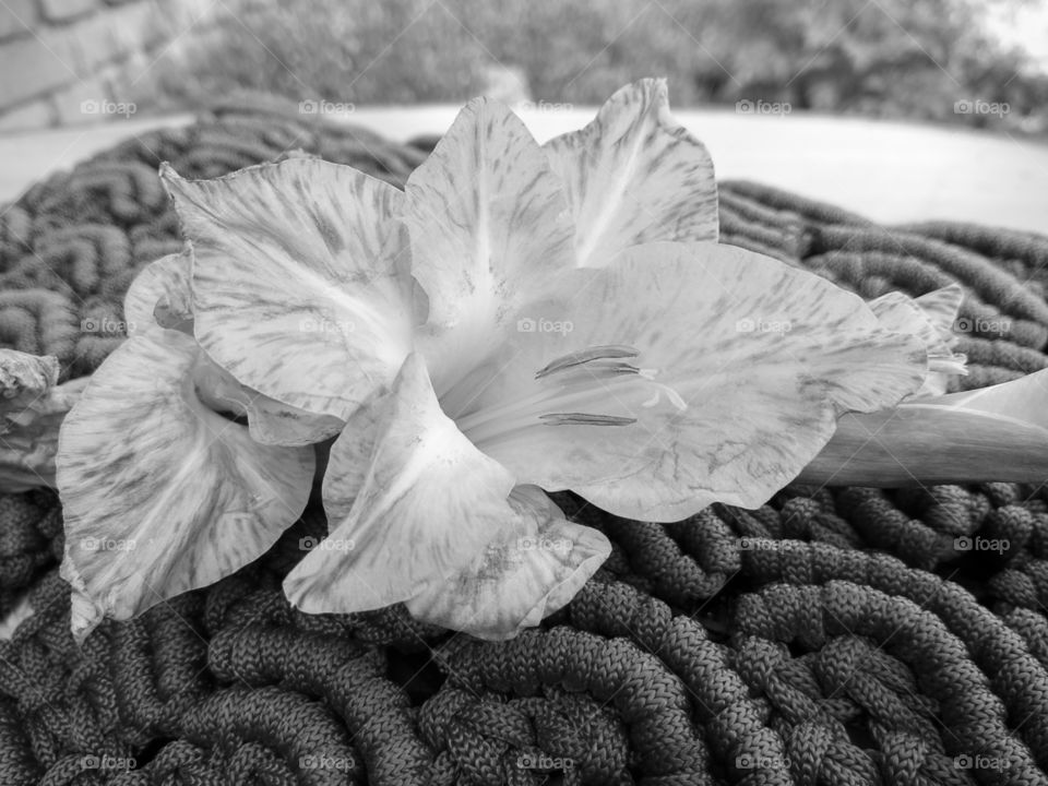 flower black and white