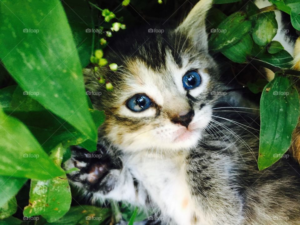 Gorgeous kitten 