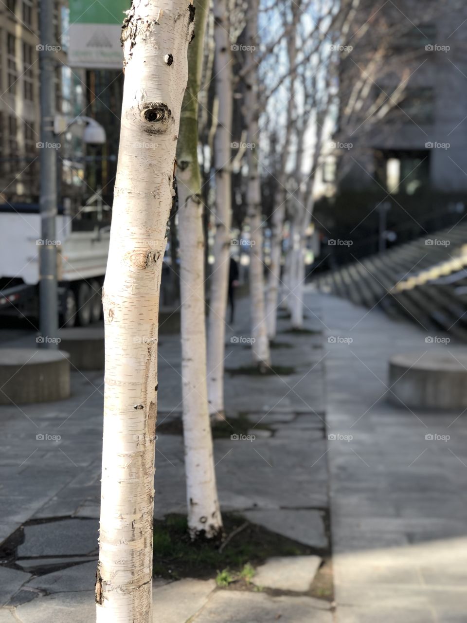 City trees 