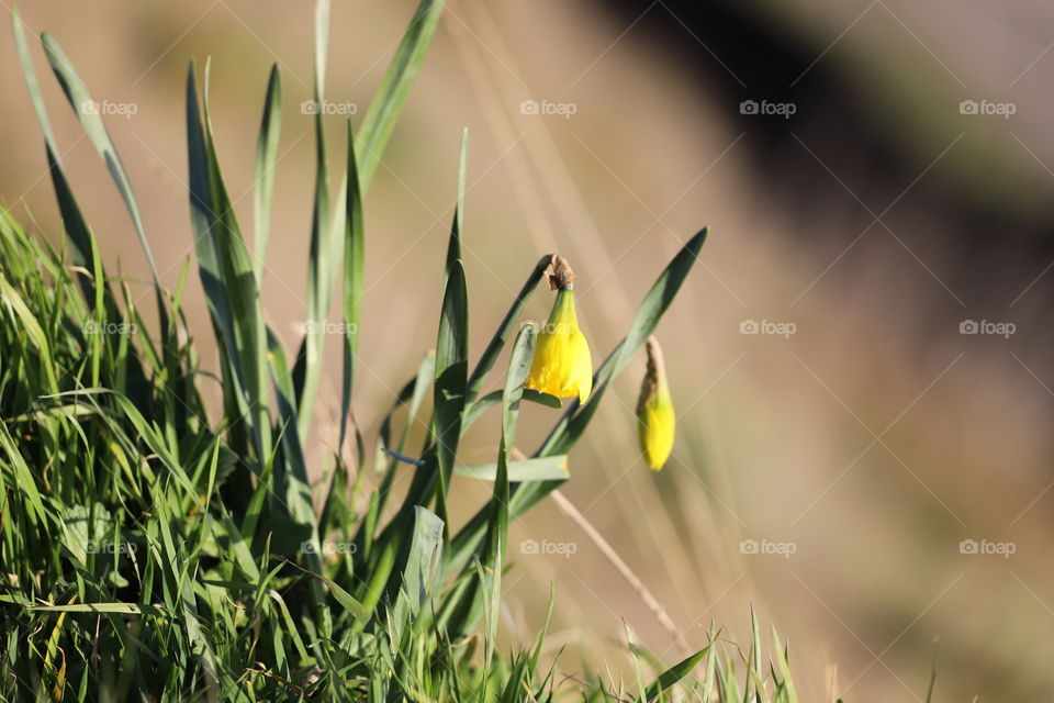 Daffodils popping up amongst dry grass in early spring