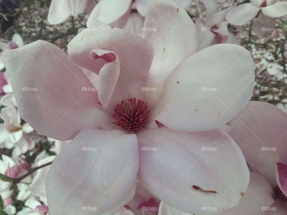 Pink magnolia blossom at the Sarah P. Duke Gardens and Durham, North Carolina. 