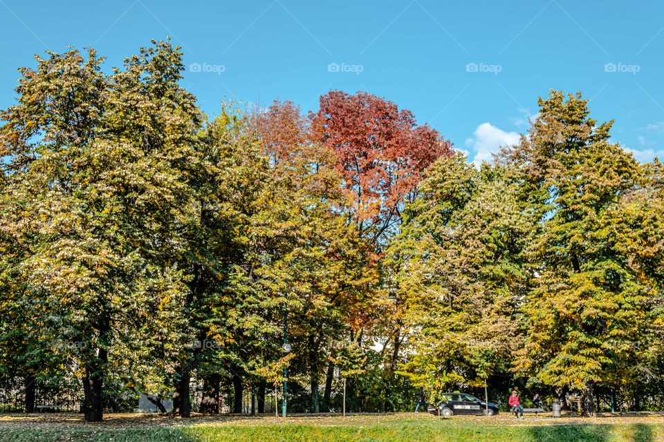 Autumn trees