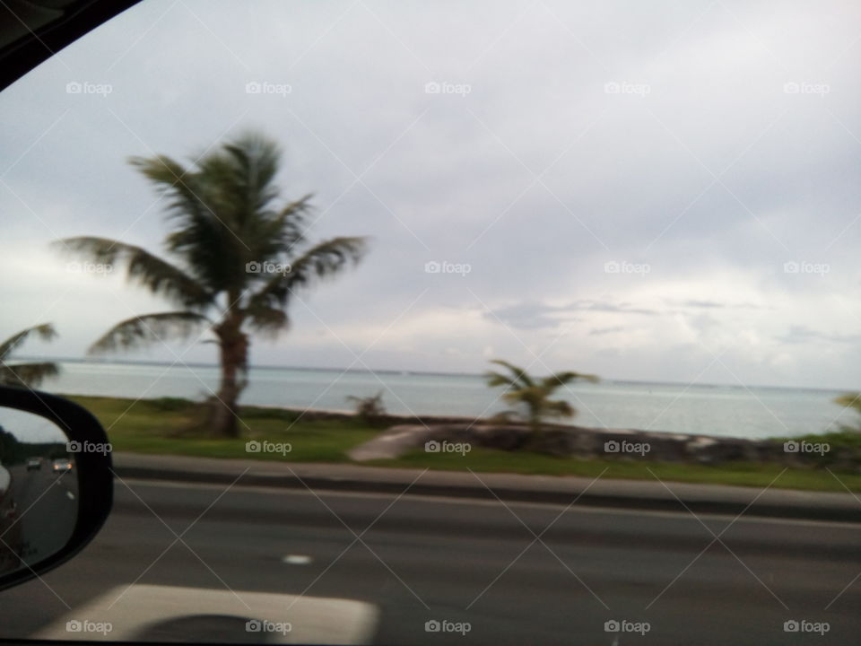 coconut tree and beach