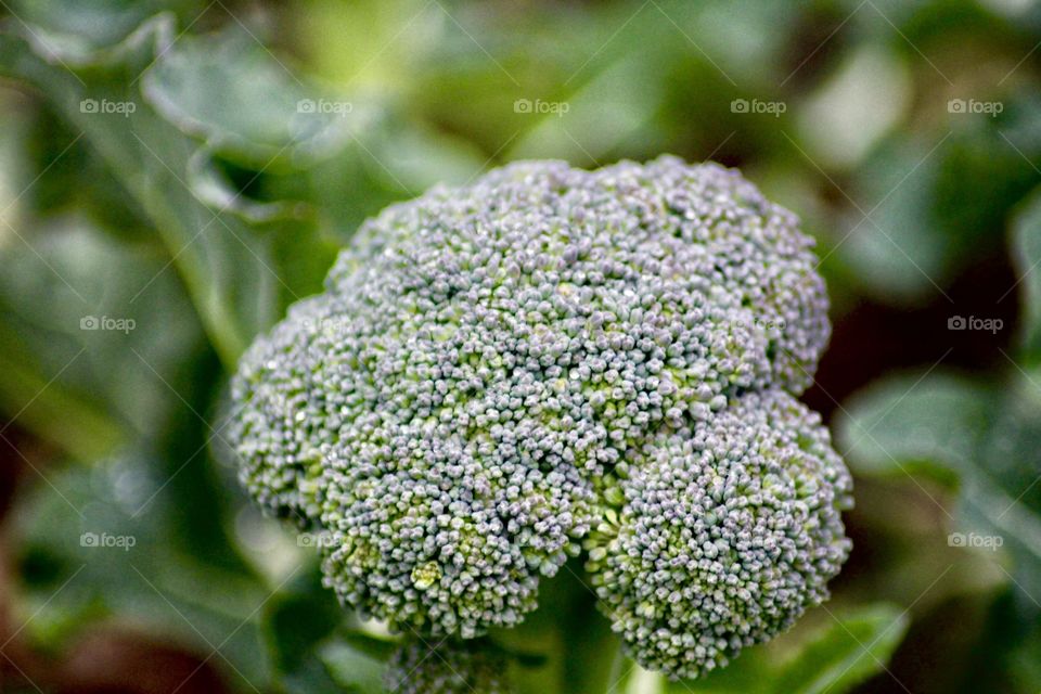 Head of broccoli forming!