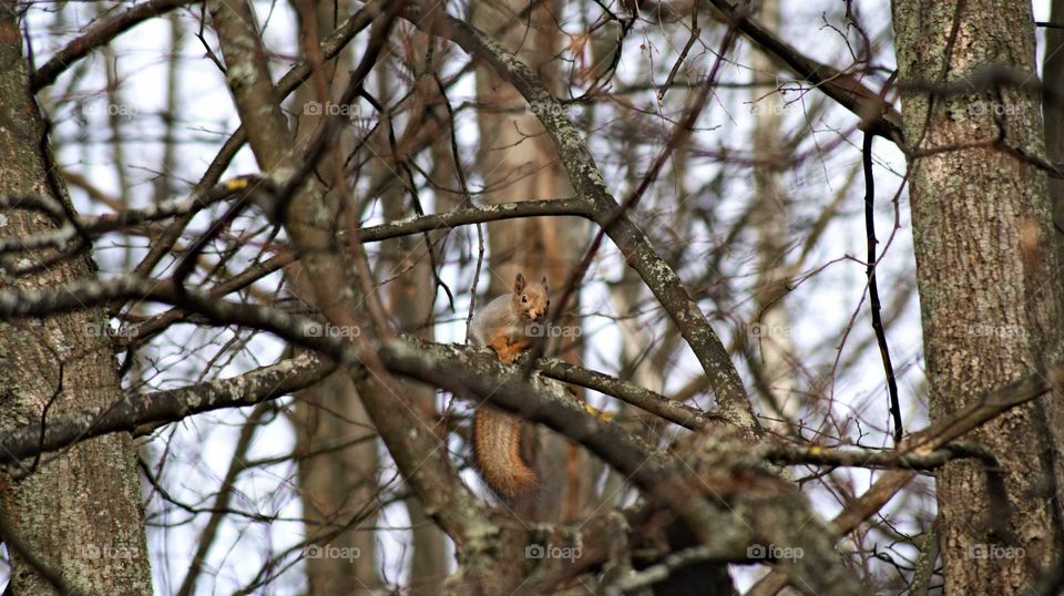 Posing squirrel on a tree.