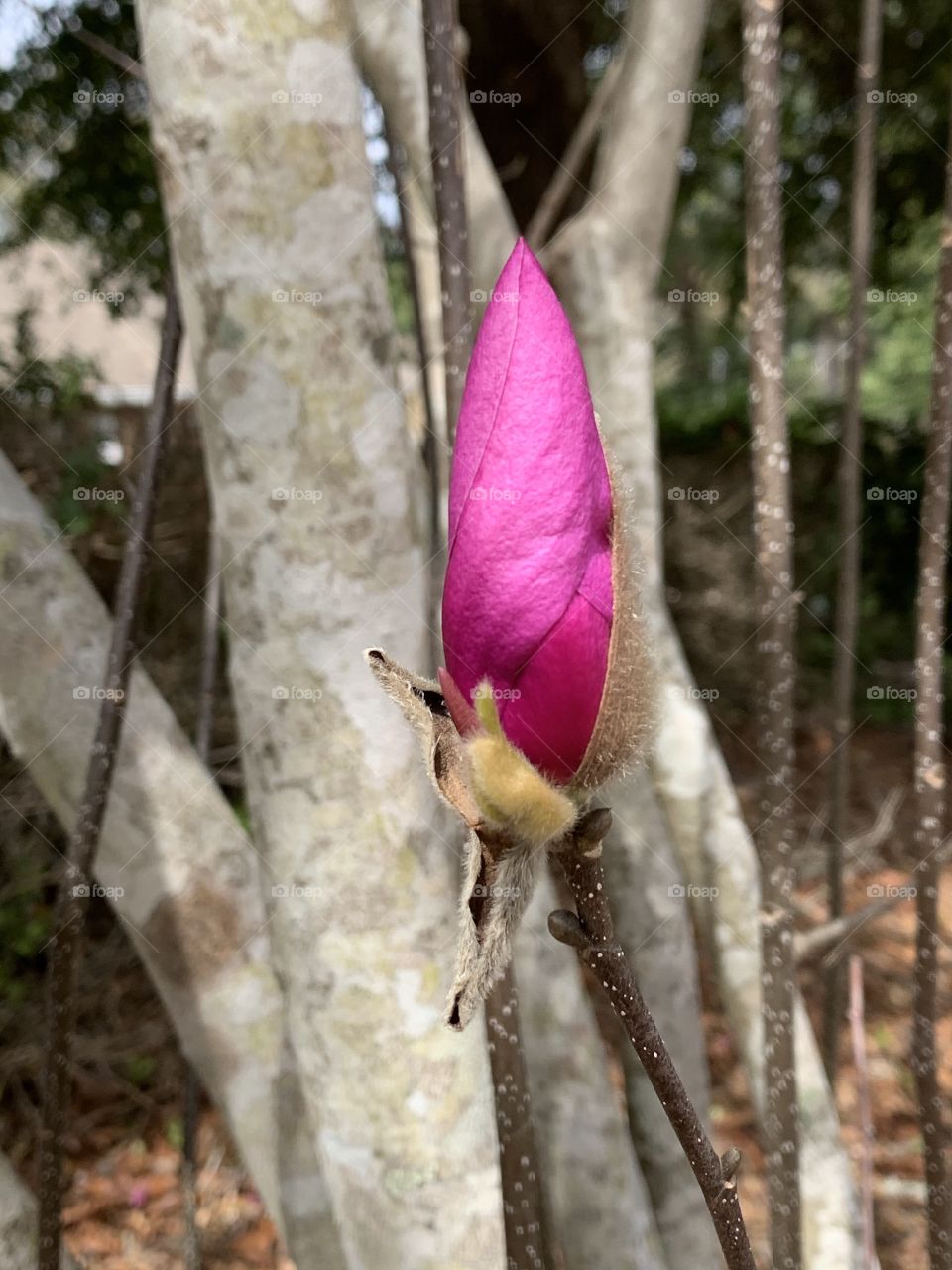 The signs of spring - This is a Chinese Magnolia blossom. The blossoms appear on naked branches in early spring, before the leaves unfurl. 