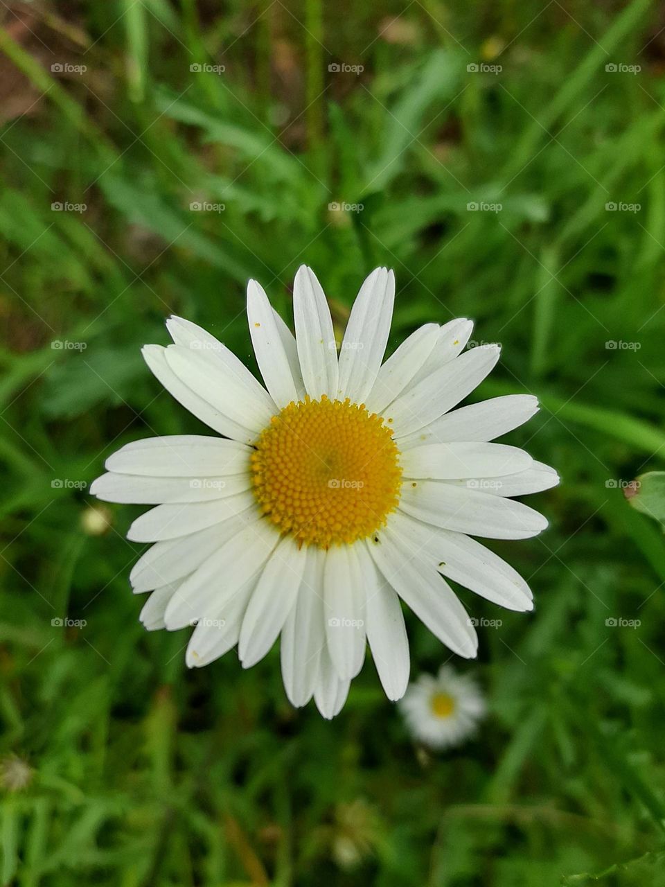 Daisy