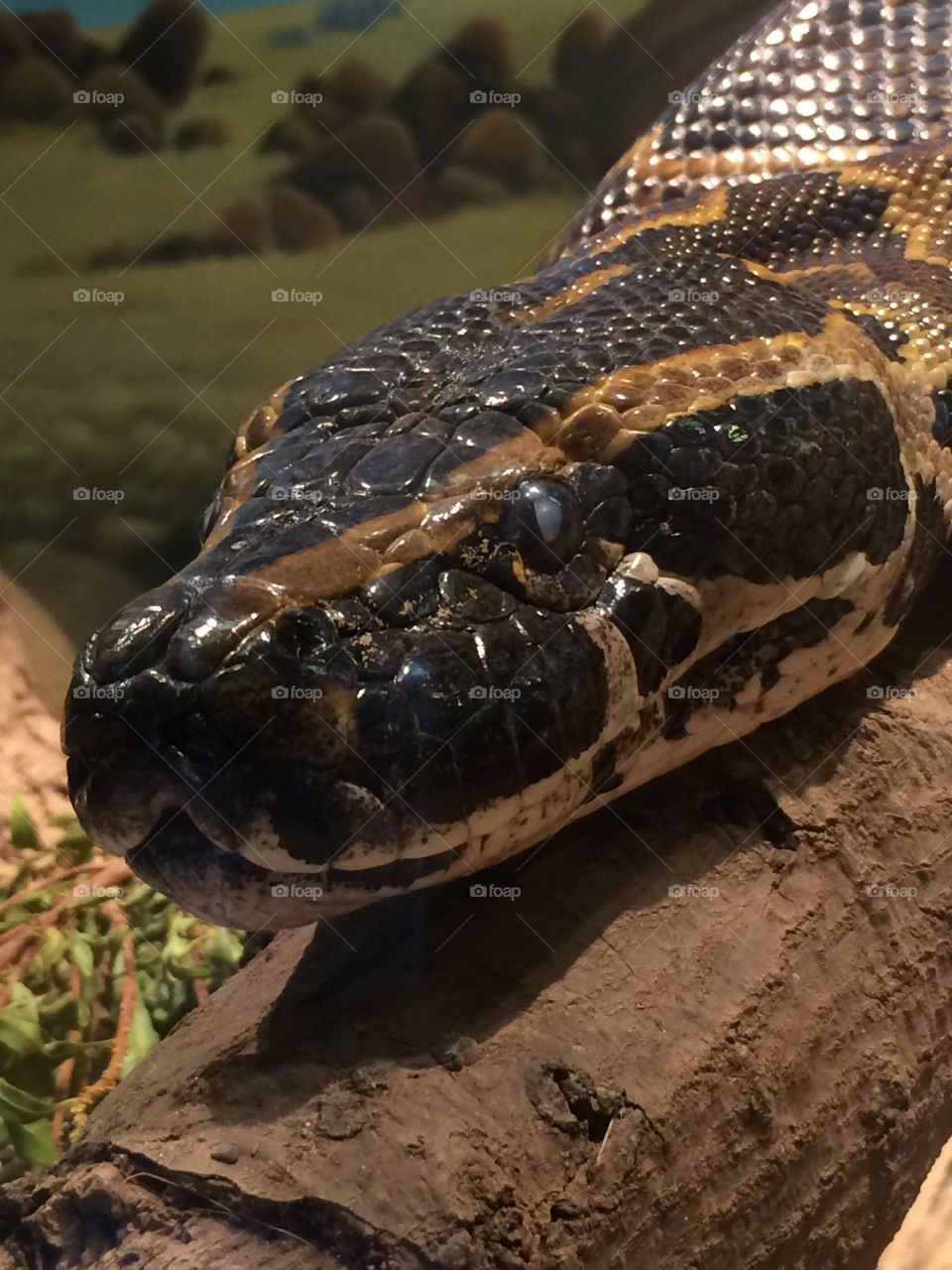 Snake at the zoo