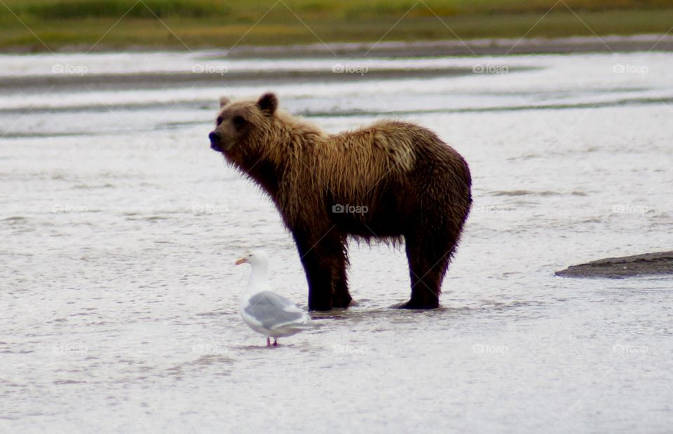 Grizzly and Gull