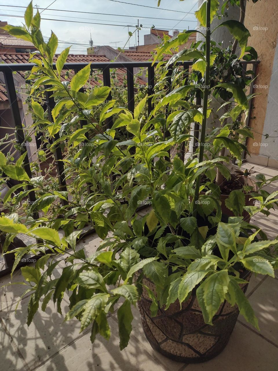 beautiful Green Plants