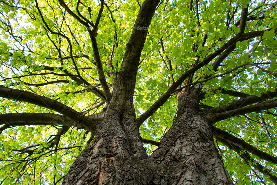 Perspective on a tree