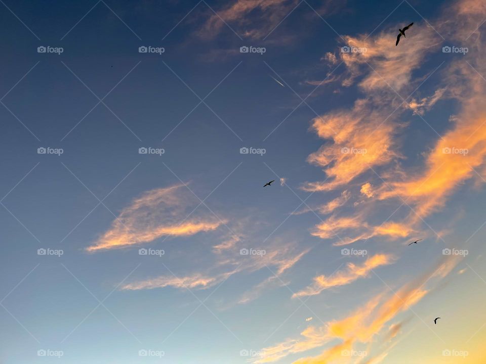 birds flyin high in the sky