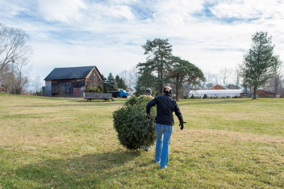 Christmas Tree Farm