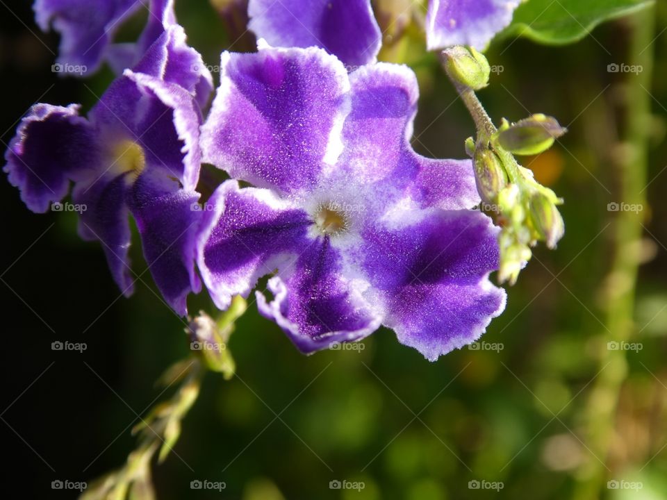 Purple petals 