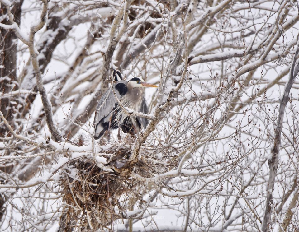 Great Blue Heron pair during nesting season on a very snowy spring day in a tree building nest