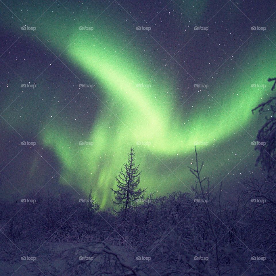 Night, aurora borealis, north, night north, polar region, night polar region, northern lights, stars, frost, frosty night, breath, cold, new year, Santa claus, northern santa claus, travel, night walk, shining sky, flashes, tundra, forest,