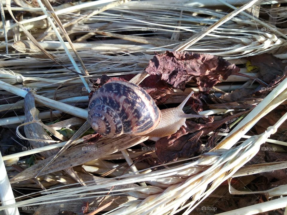 Snail