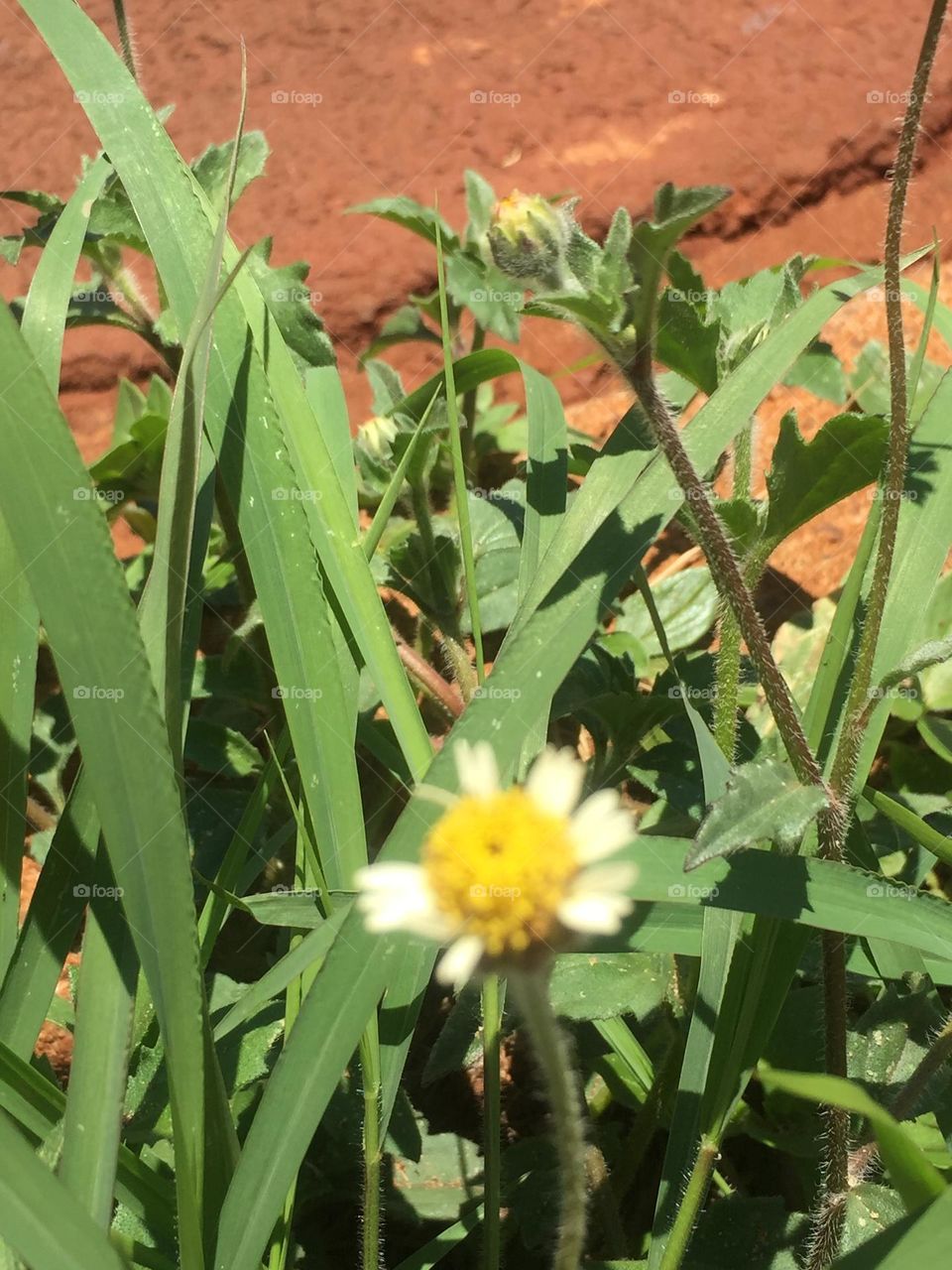 Flores de casa 