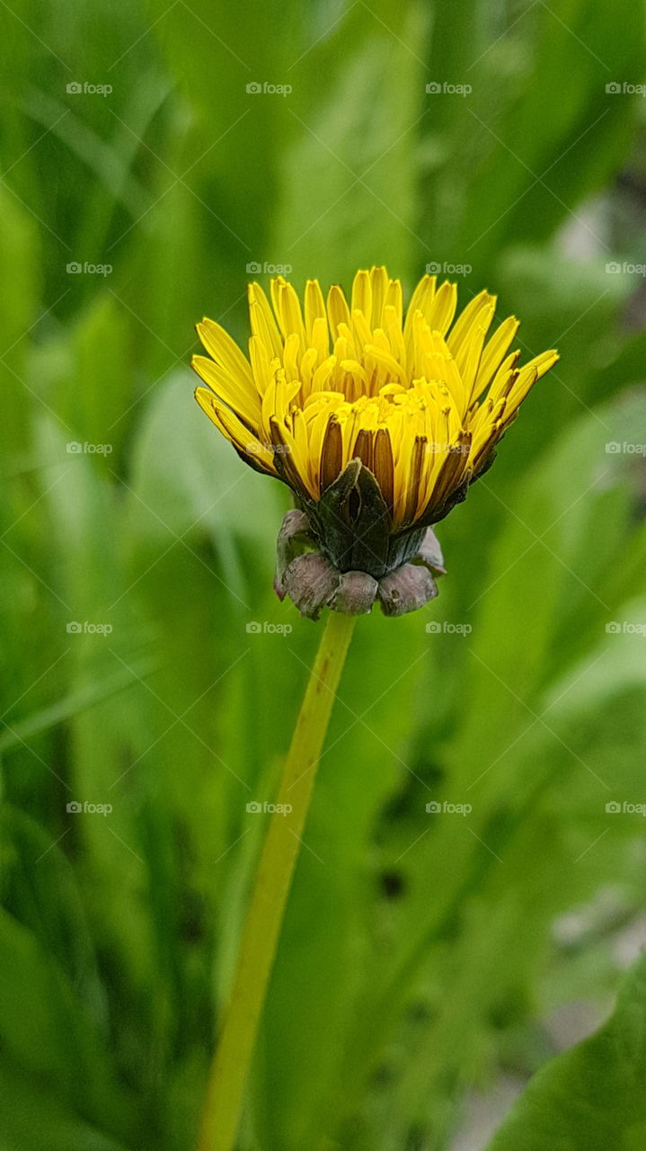 opening dandelion's bud in spring