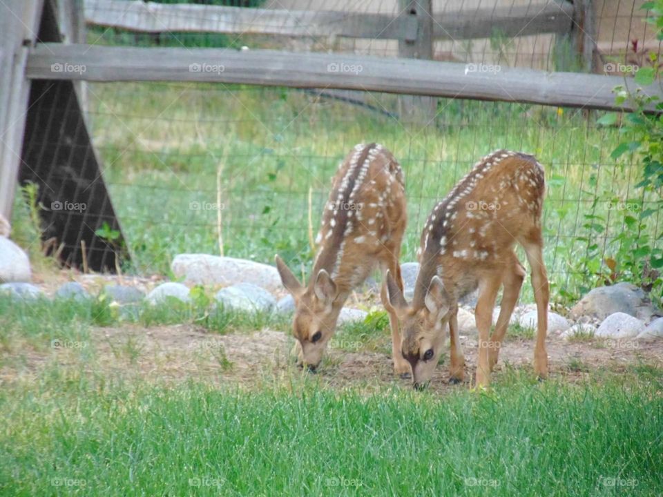 Two fawn siblings nibbling grass together. 