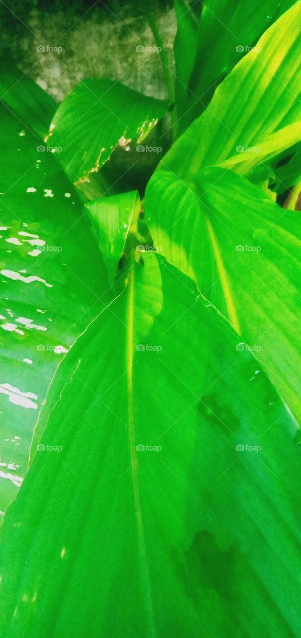 Kunir plant
