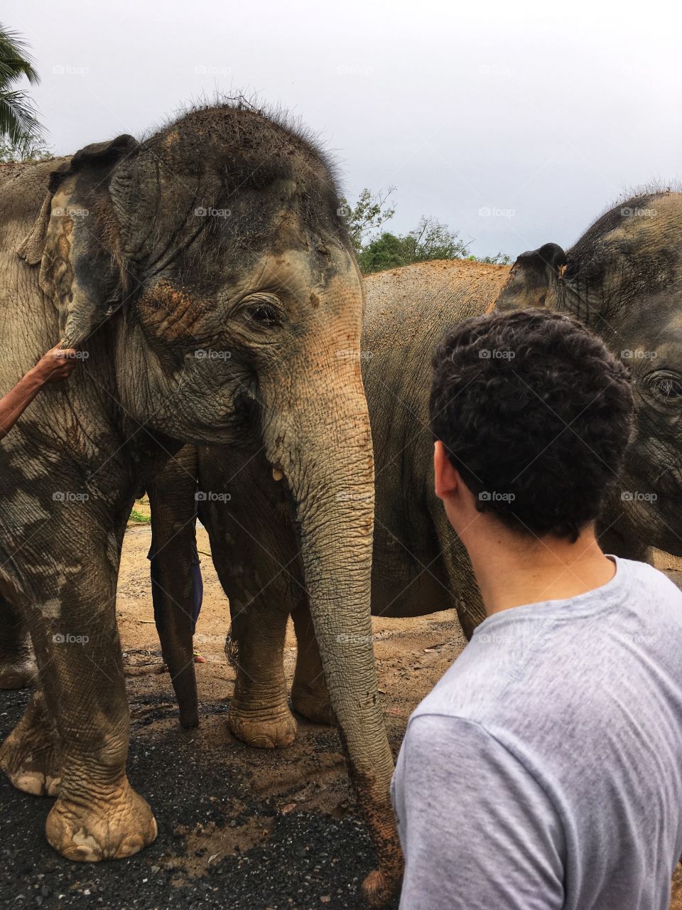 Meeting an elephant at a sanctuary in Thailand