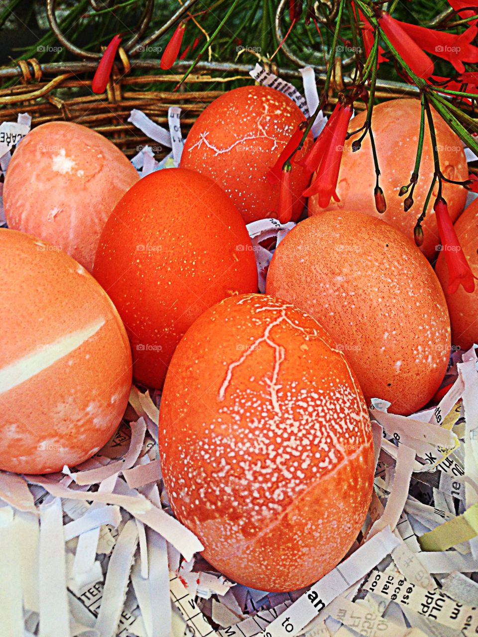 Orange eggs
