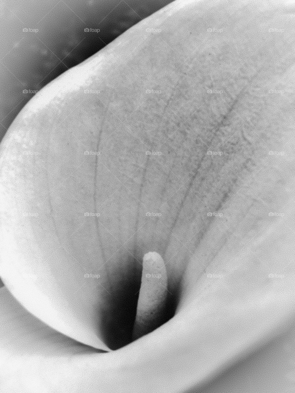 Lily in black & white 