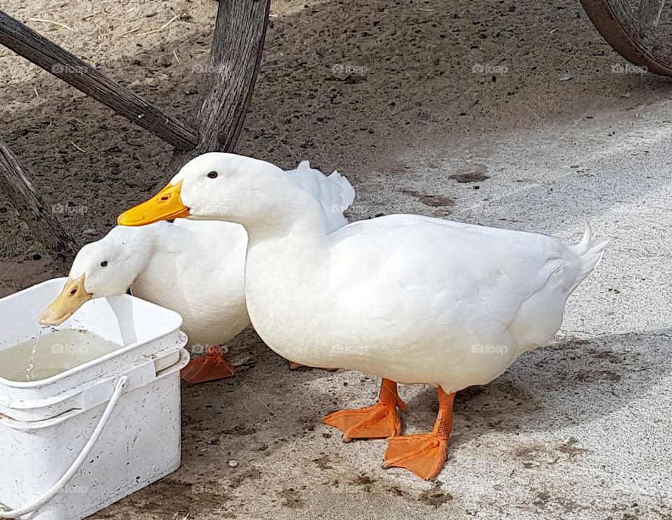 Eloise, always wanted to audition, to be a fountain goose...!