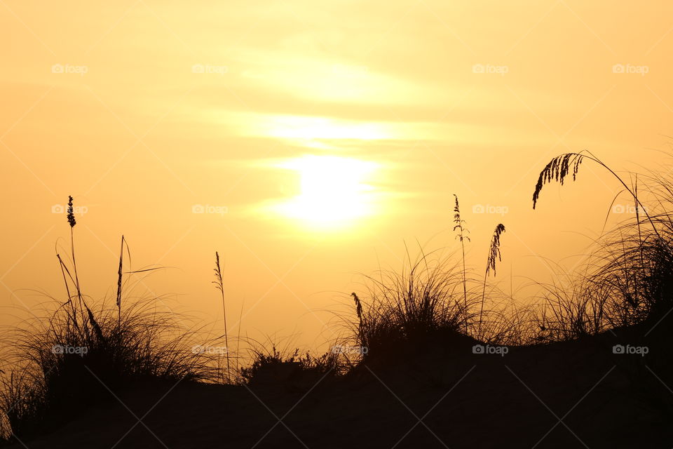 Silhouette of grass at sunset by the beach 