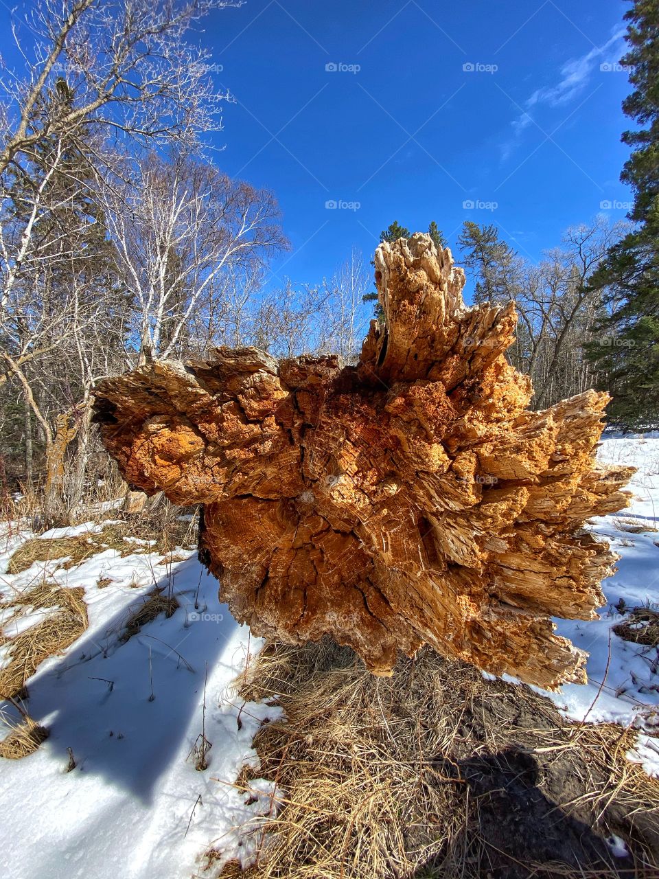 Fallen tree