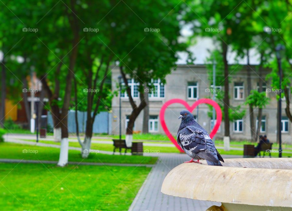 a pigeon sits on concrete in a park against the backdrop of a heart-shaped arch