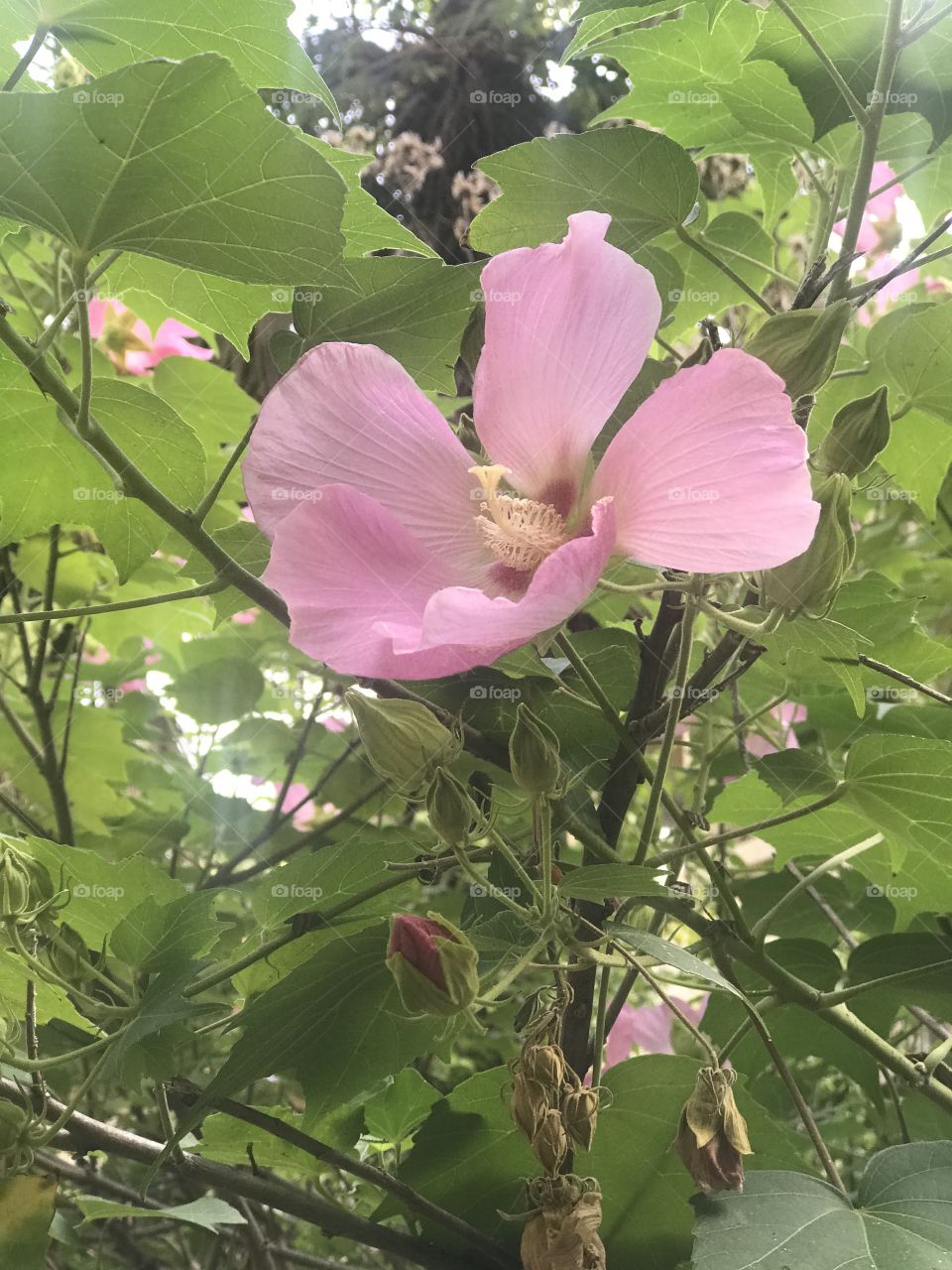 Санаторий Орджоникидзе 