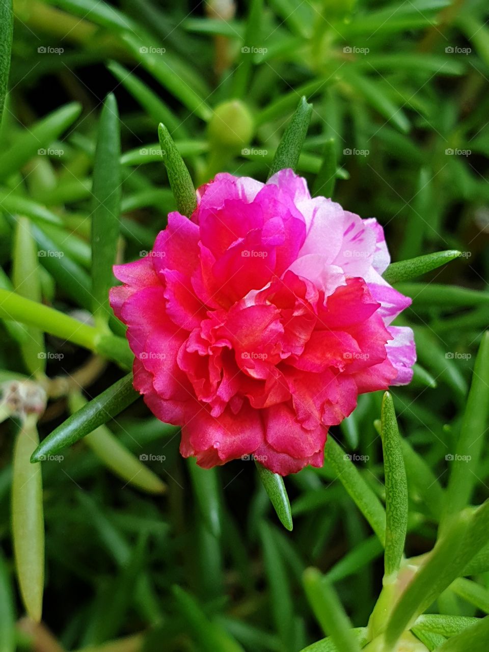  Portulaca Grandiflora or Moss-rose